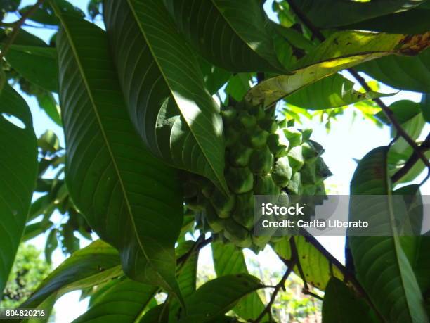 Atemoya Fruit Stock Photo - Download Image Now - Biology, Botany, Branch - Plant Part