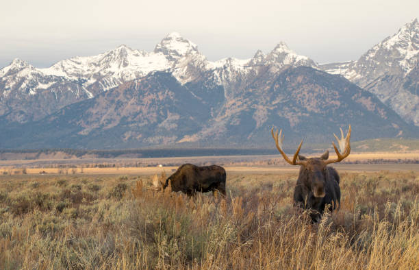 istock BULL MOOSE IN AUTUMN COLORS STOCK IMAGE 804820394