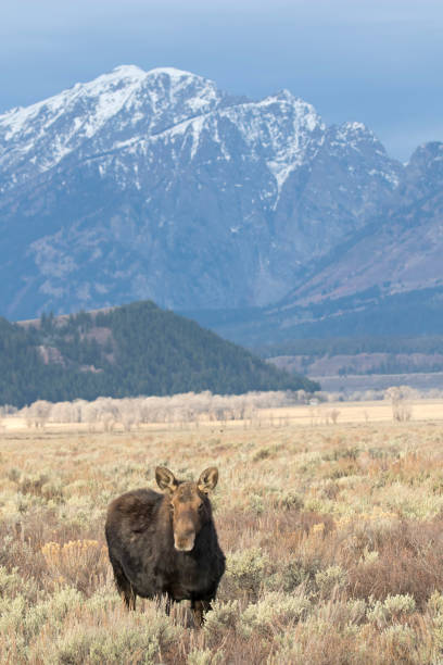 istock BULL MOOSE IN AUTUMN COLORS STOCK IMAGE 804824722