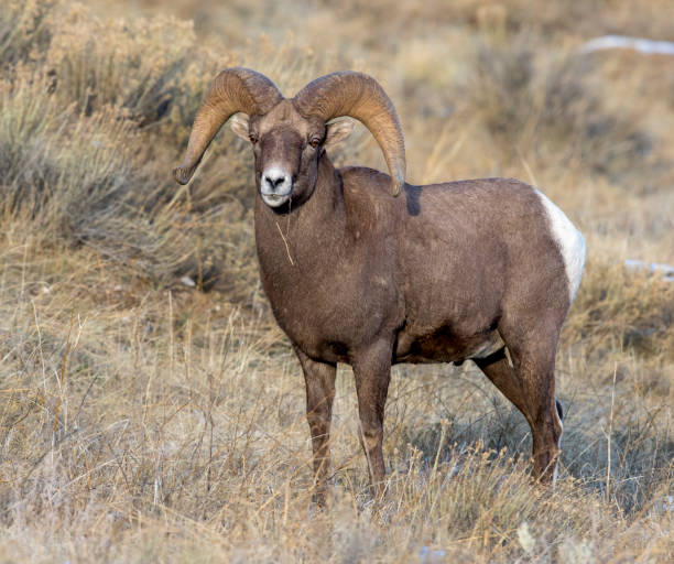 istock BIGHORN SHEEP IN MEADOW STOCK IMAGE 804827012