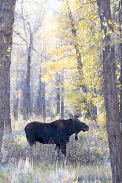 istock BULL MOOSE IN AUTUMN COLORS STOCK IMAGE 804827284
