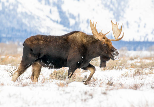 bull moose en automne couleurs stock image - wyoming teton range jackson hole autumn photos et images de collection