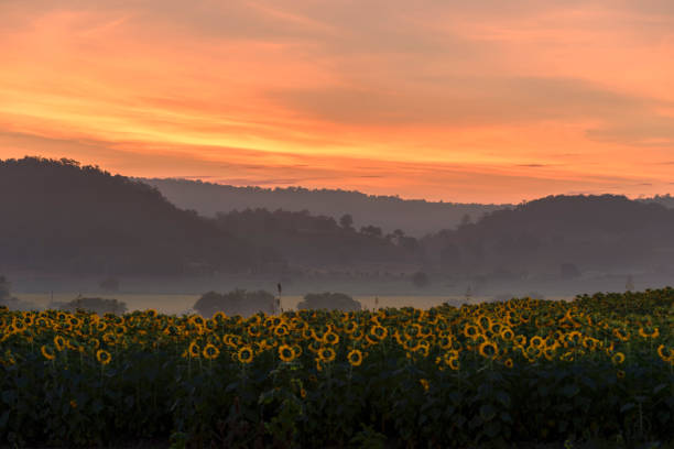 istock Field of blooming sunflowers on a background sunrise 804840468