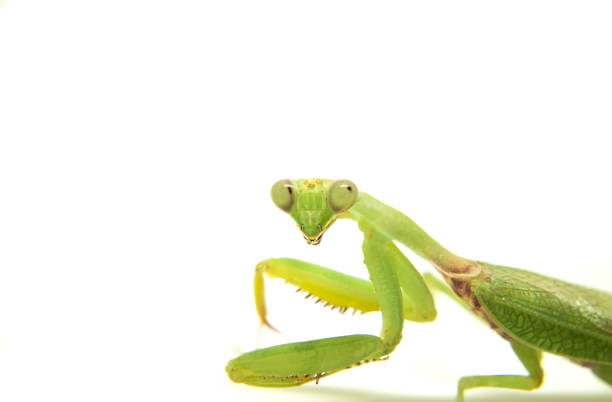 istock Closeup image of mantis on white. Soothsayer green insect 804844242