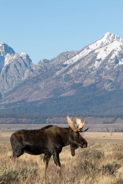 istock BULL MOOSE IN AUTUMN COLORS STOCK IMAGE 804846316