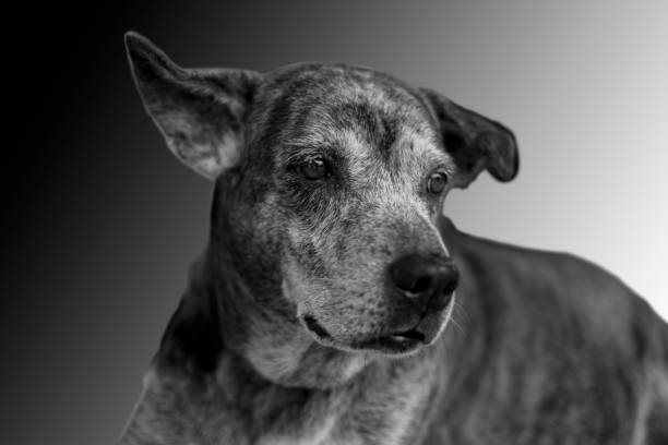istock Dog on dark background. Black and white image. 804846678