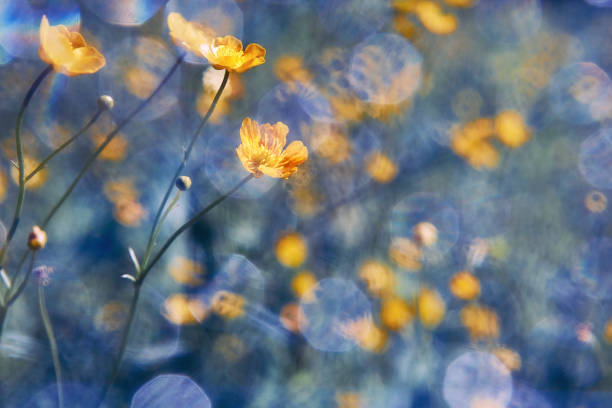 istock Yellow wildflowers. Buttercup. Summer and spring background 804846766