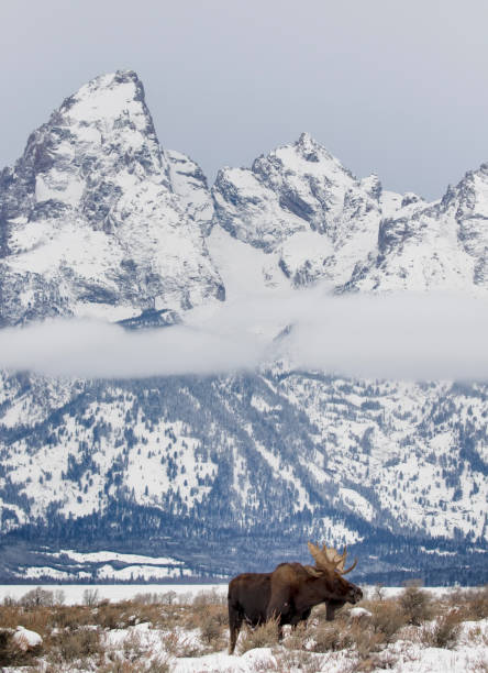 bull moose en automne couleurs stock image - wyoming teton range jackson hole autumn photos et images de collection