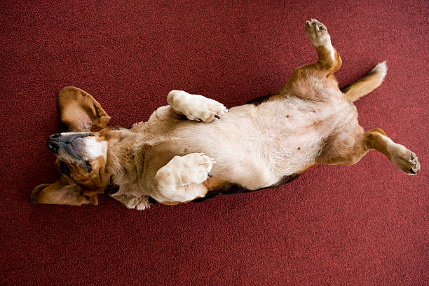 cane sdraiato su un retro - lying on back foto e immagini stock