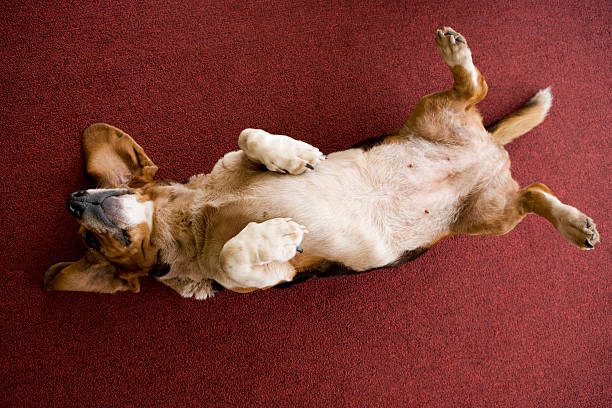 Dog lying on back  lying on back stock pictures, royalty-free photos & images