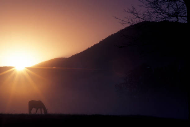 istock Silhouette of a horse grazing under a sunstar. 804865118