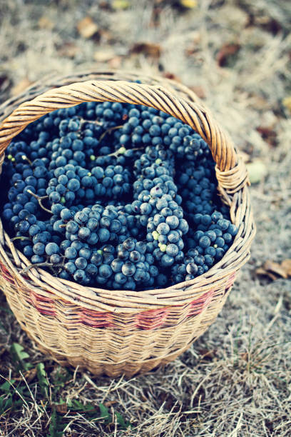 istock Dark grapes in a basket. Grape harvesting. 804867694