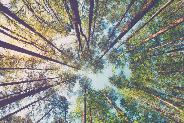 istock Looking up at the at the sky in a forest 804875996