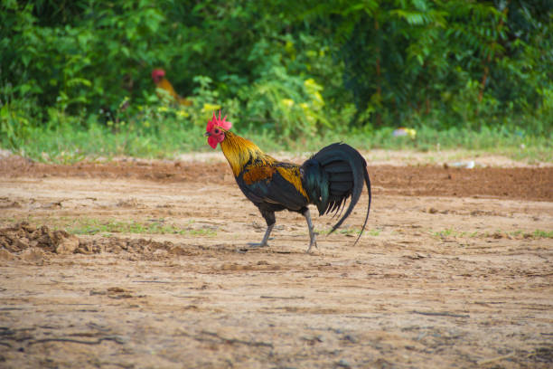 istock Fighting cocks or gamecocks in the farm 804876076