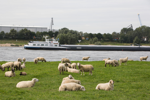 Sheep grazing on grass next to the sea