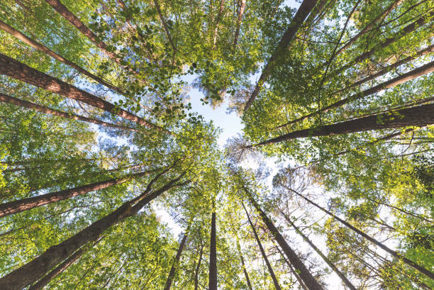istock Looking up at the at the sky in a forest 804878214