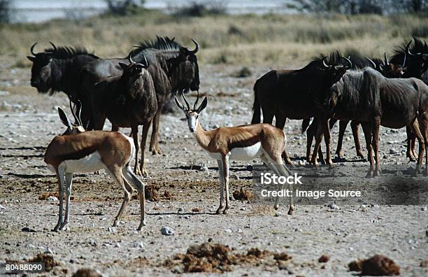 Antelope And Wildebeest 0명에 대한 스톡 사진 및 기타 이미지 - 0명, 나미비아, 낮