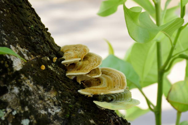 musroom wzrost na drewnie lub bagażniku - orange mushroom asia brown zdjęcia i obrazy z banku zdjęć