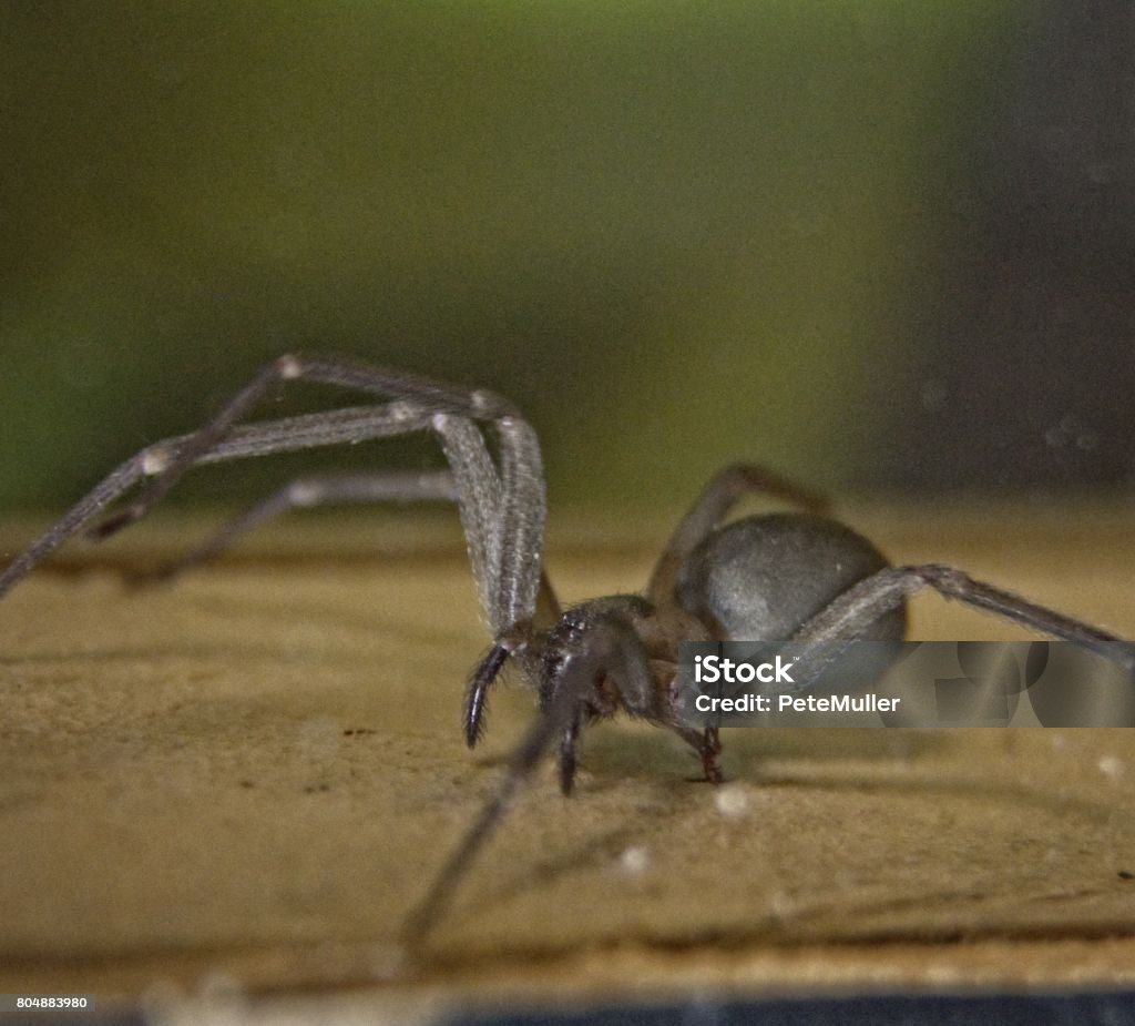 Brown Recluse Spider Small brown recluse spider crossing a wooden board. Animal Stock Photo