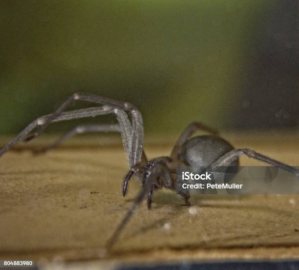 Brown Recluse Spider Stock Photo - Download Image Now - Animal, Biting, Brown