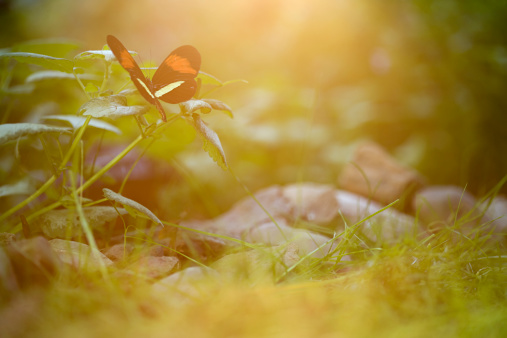 Gathering of white butterflies called Sri Lankan Lesser Albatross or Appias galene which is a kind of Pieridae. The animal is endemic to Sri Lanka and are often seen gathering on the ground in wet places in the jungle. This picture is from the Wilpattu National Park in North Central Province