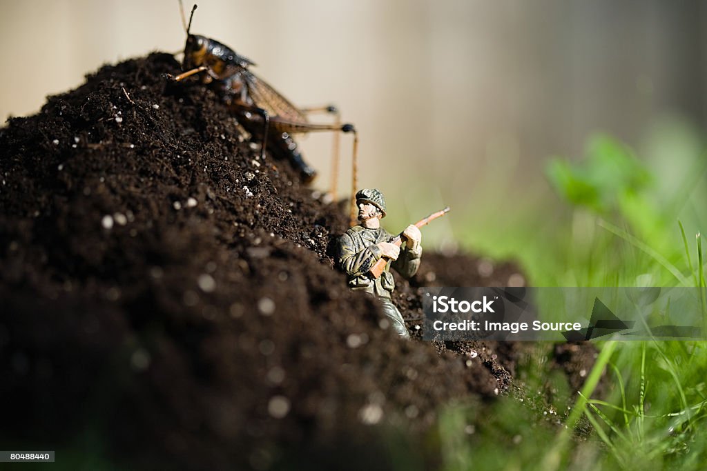 Soldado de Chumbo e de leguminosas - Royalty-free Solo Foto de stock