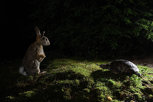 lebre e a tartaruga - the hare and the tortoise imagens e fotografias de stock