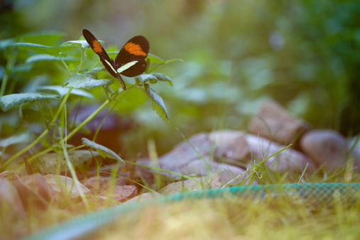 Butterfly feeding on nectar and pollinating around