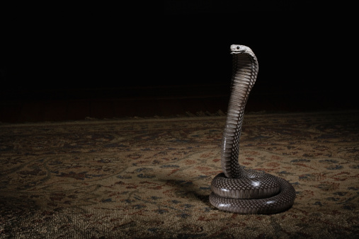 figurine of god shiva snake with shivling
