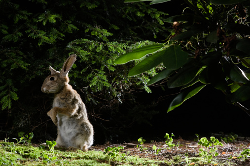 Hare running