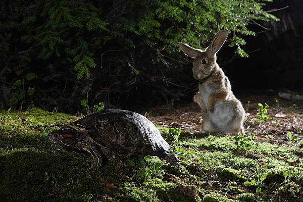 lebre e a tartaruga - the hare and the tortoise imagens e fotografias de stock