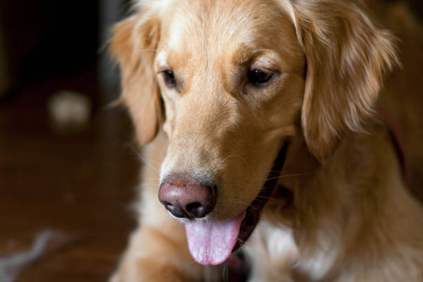 istock Golden Retriever portrait 804890584