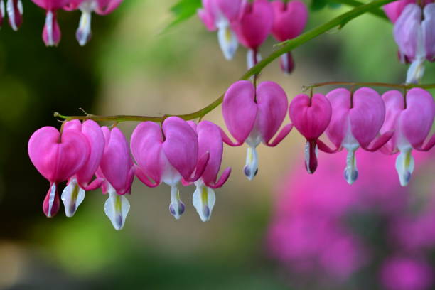 istock Lamprocapnos spectabilis / Bleeding heart / Lyre flower 804893156