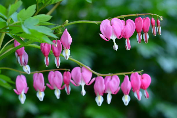 istock Lamprocapnos spectabilis / Bleeding heart / Lyre flower 804893174