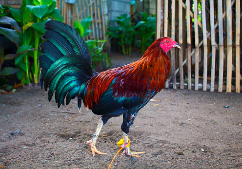 The colorful rooster in the yard. Beautiful feathers of rooster. Rooster farm bird. Fighting rooster in summer garden. Colorful rooster close photo. Domestic bird cock. 2017 Chinese New Year symbol