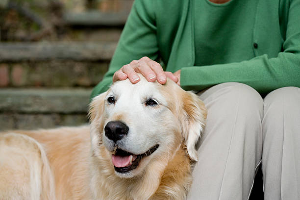 labrador 、責任者 - dog pets stroking women ストックフォトと画像