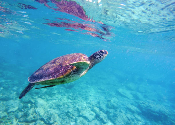 istock Underwater image of sea turtle for banner template with text place 804900874
