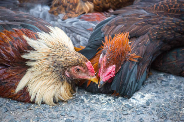 vietnã: sa đéc - vietnam market asia bird - fotografias e filmes do acervo