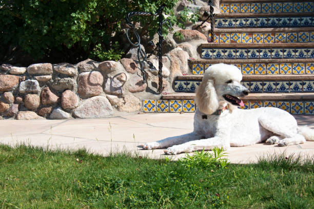 istock Standard Poodle Resting in Back Yard On Sunny Day 804903772