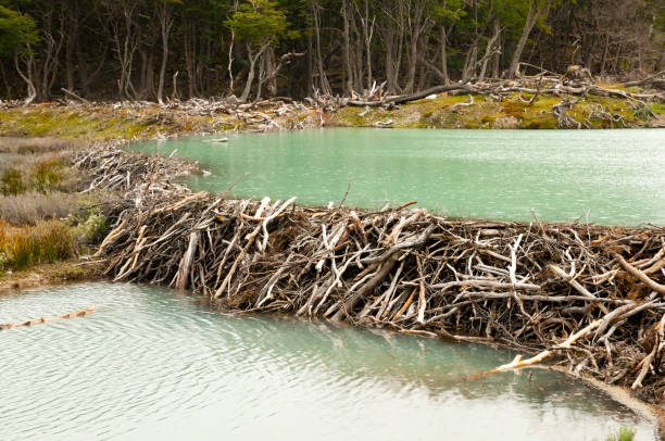 Beaver Dam - Tierra Del Fuego - Argentina Beaver Dam - Tierra Del Fuego - Argentina beaver dam stock pictures, royalty-free photos & images