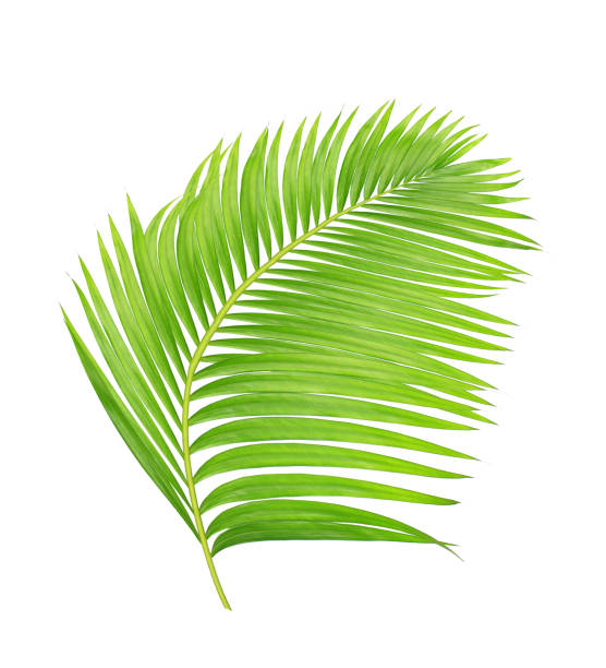 istock green leaves of palm tree isolated on white background 804911478