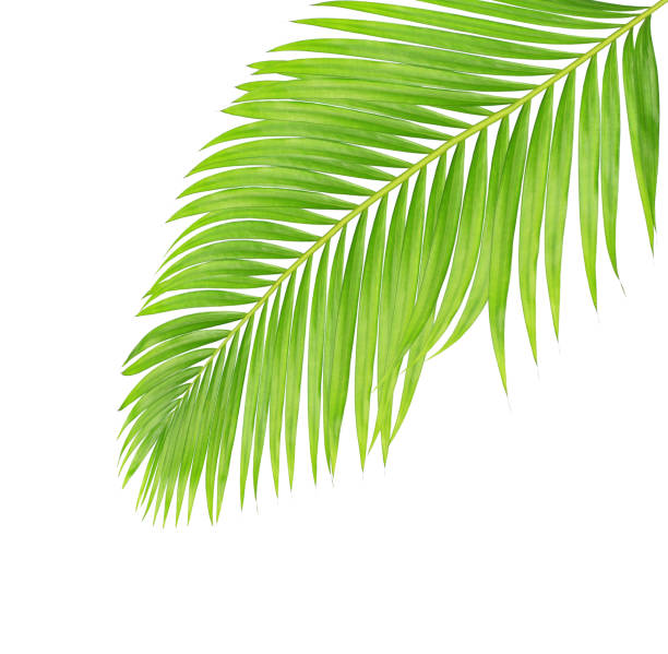 istock green leaves of palm tree isolated on white background 804911482