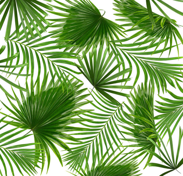 istock Green leaves of palm tree on white background 804911508