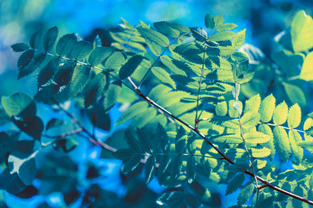 istock Rowan branches in the rays of the spring sun 804917532