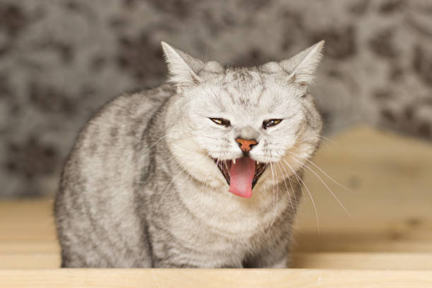 istock Scottish cat Straight yawned while shooting wide open his mouth 804922946