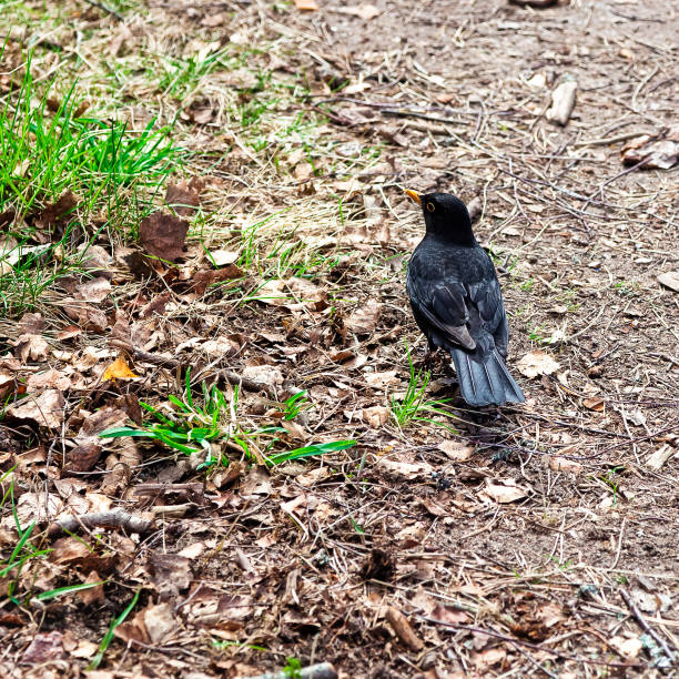 istock Blackbird sits quietly in the woods on the path 804925846