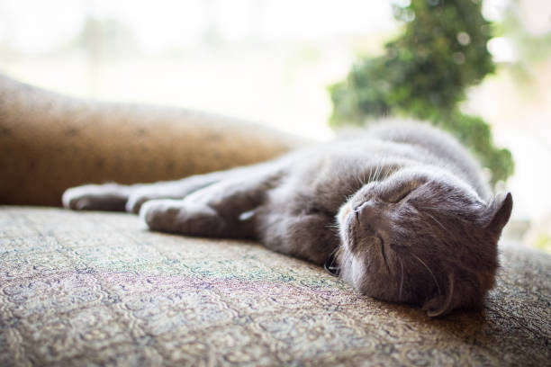 A beautifull gray Scottish Fold is lying down relaxed on a couch / chaise longue in the living room. She's relaxing near a large window, where soft natural light enters the home's interior. She's asleep with her eyes closed.