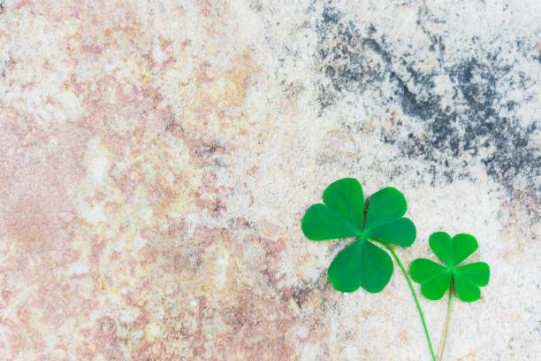 istock Two shamrock born from the same tree are different colors. Like the people who originated from the same family have different habits. Common general in this world. 804928748