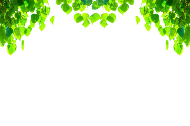 Green leaves isolated with copyspace. abstract green nature background. Bonhi leaves