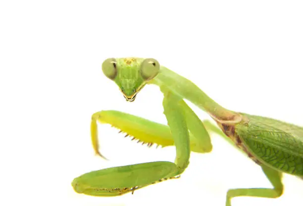 Photo of Closeup image of mantis head looking into camera